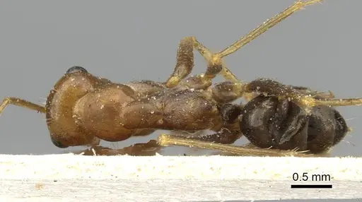Cataglyphis aenescens specimen CASENT0911108 image casent0911108_1