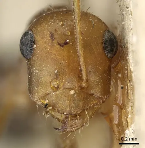 Cataglyphis aenescens specimen CASENT0911108 image casent0911108_2