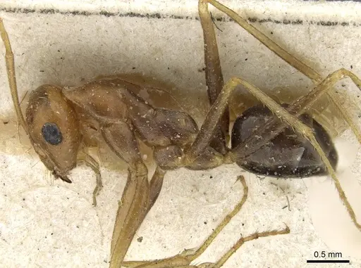Cataglyphis aenescens specimen CASENT0911108 image casent0911108_3