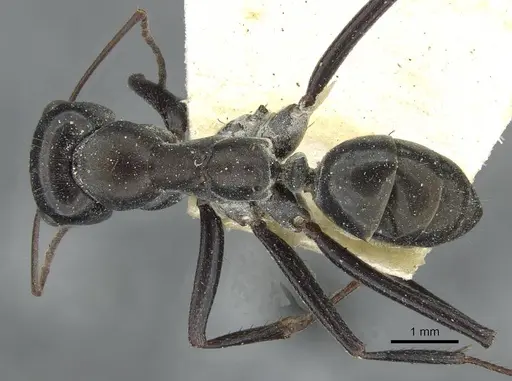 Cataglyphis aenescens specimen CASENT0911109 image casent0911109_1