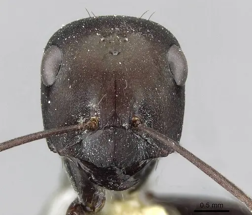 Cataglyphis aenescens specimen CASENT0911109 image casent0911109_2