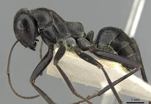 Cataglyphis aenescens specimen CASENT0911109 image casent0911109_3