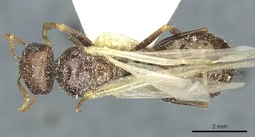 Cataglyphis aenescens specimen CASENT0912171 image casent0912171_1