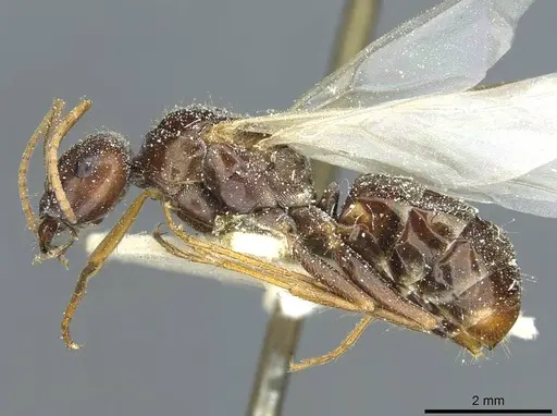 Cataglyphis aenescens specimen CASENT0912171 image casent0912171_3