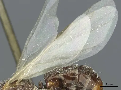 Cataglyphis aenescens specimen CASENT0912171 image casent0912171_4