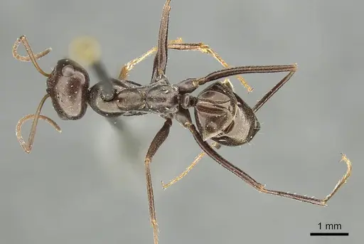 Cataglyphis aenescens specimen CASENT0915624 image casent0915624_1