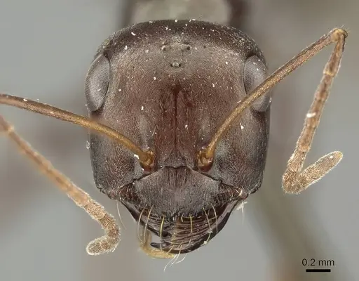 Cataglyphis aenescens specimen CASENT0915624 image casent0915624_2