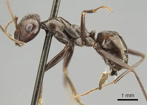 Cataglyphis aenescens specimen CASENT0915624 image casent0915624_3