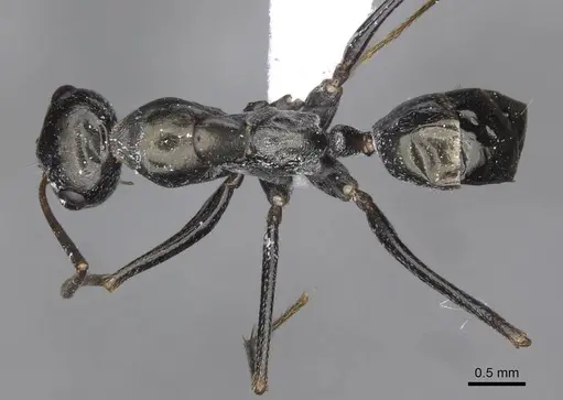 Cataglyphis aenescens specimen CDA000107 image cda000107_1