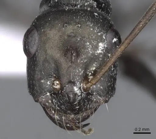 Cataglyphis aenescens specimen CDA000107 image cda000107_2