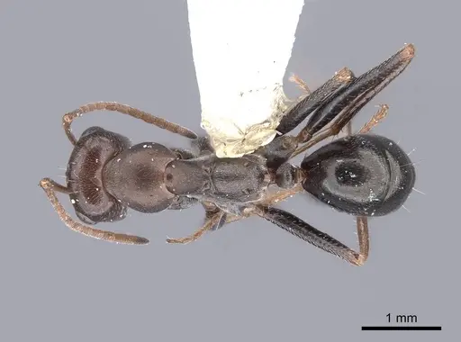 Cataglyphis aenescens specimen FMNHINS0000046226 image fmnhins0000046226_1