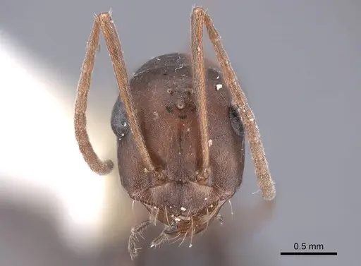 Cataglyphis aenescens specimen FMNHINS0000046226 image fmnhins0000046226_2