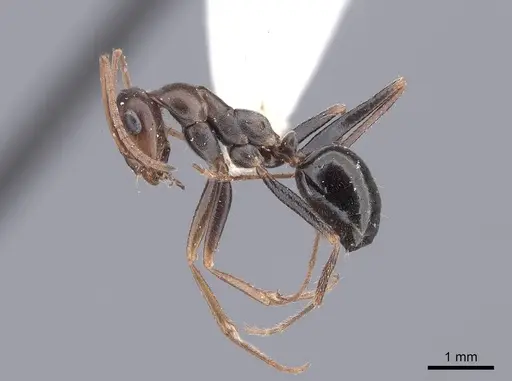 Cataglyphis aenescens specimen FMNHINS0000046226 image fmnhins0000046226_3