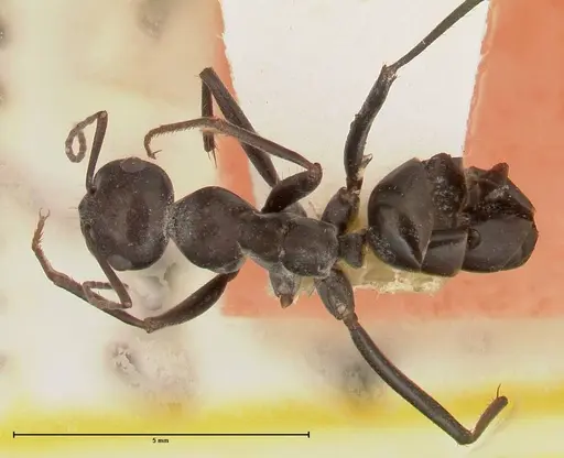 Cataglyphis aenescens specimen FOCOL0551 image focol0551_1