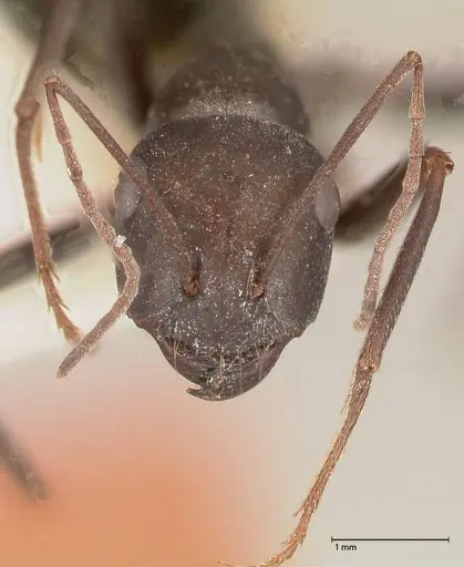 Cataglyphis aenescens specimen FOCOL0551 image focol0551_2