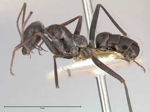 Cataglyphis aenescens specimen FOCOL0551 image focol0551_3