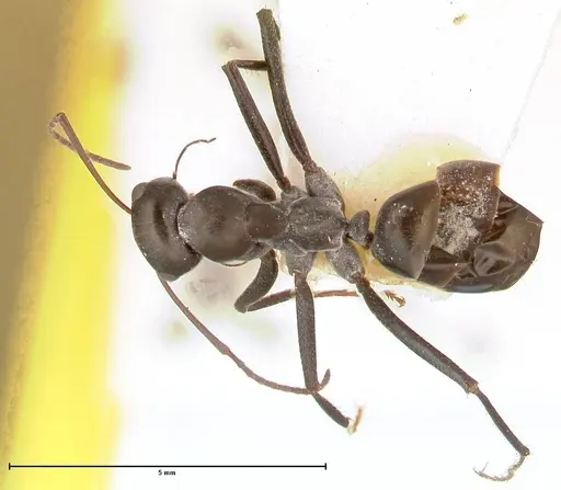 Cataglyphis aenescens specimen FOCOL0552 image focol0552_1