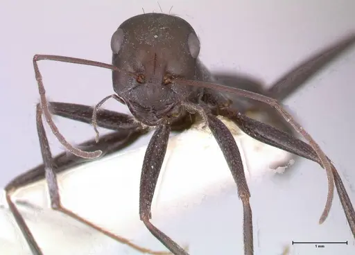 Cataglyphis aenescens specimen FOCOL0552 image focol0552_2
