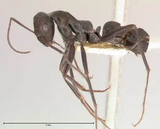 Cataglyphis aenescens specimen FOCOL0552 image focol0552_3