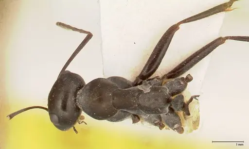 Cataglyphis aenescens specimen FOCOL0553 image focol0553_1