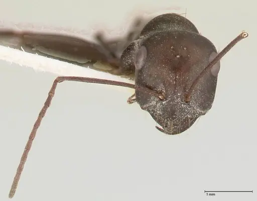 Cataglyphis aenescens specimen FOCOL0553 image focol0553_2