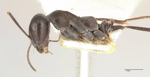 Cataglyphis aenescens specimen FOCOL0553 image focol0553_3