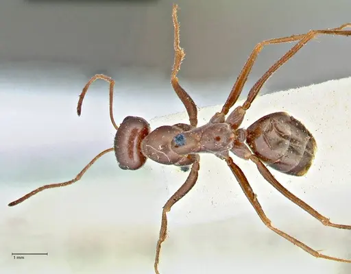 Cataglyphis aenescens specimen FOCOL2754 image focol2754_1