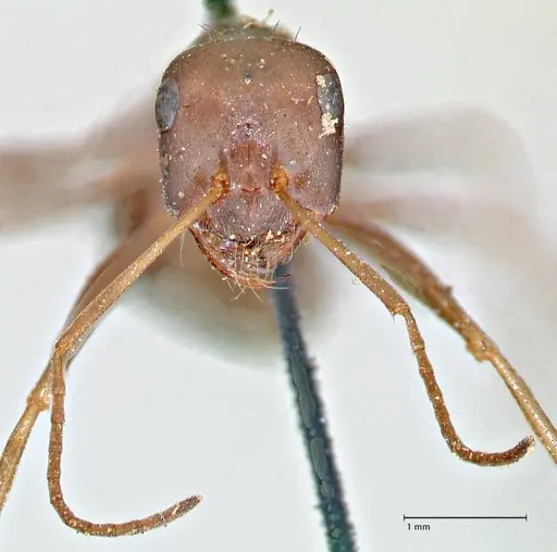 Cataglyphis aenescens specimen FOCOL2754 image focol2754_2