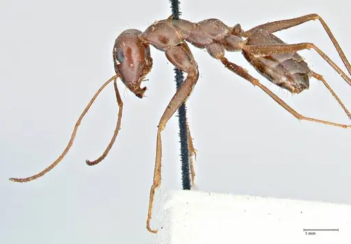 Cataglyphis aenescens specimen FOCOL2754 image focol2754_3