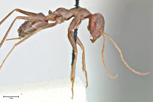 Cataglyphis aenescens specimen FOCOL2754 image focol2754_4