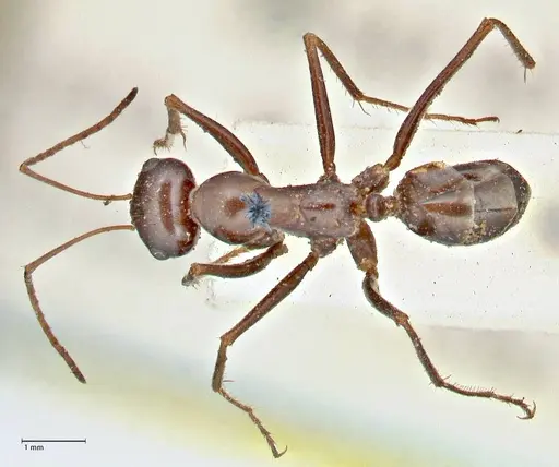 Cataglyphis aenescens specimen FOCOL2755 image focol2755_1
