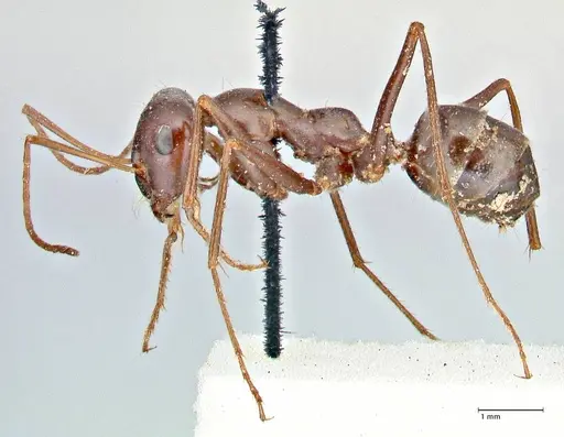 Cataglyphis aenescens specimen FOCOL2755 image focol2755_3