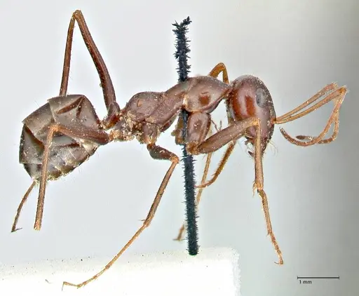 Cataglyphis aenescens specimen FOCOL2755 image focol2755_4