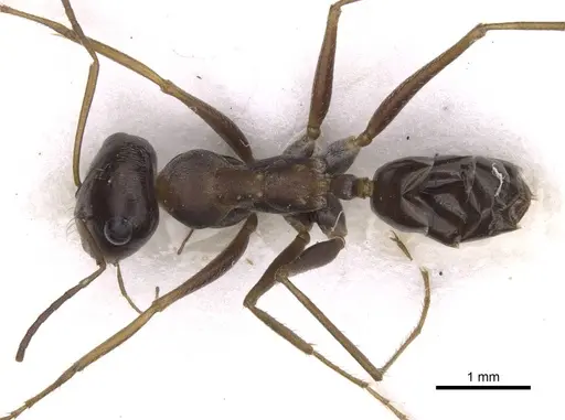 Cataglyphis agostii specimen CASENT0913666 image casent0913666_1