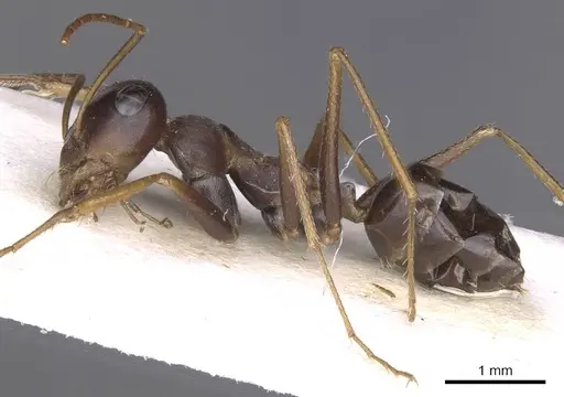 Cataglyphis agostii specimen CASENT0913666 image casent0913666_3
