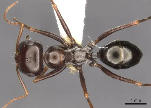 Cataglyphis albicans specimen CASENT0900322 image casent0900322_1