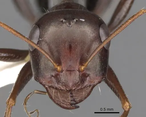 Cataglyphis albicans specimen CASENT0900322 image casent0900322_2