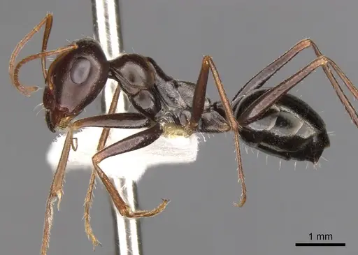 Cataglyphis albicans specimen CASENT0900322 image casent0900322_3