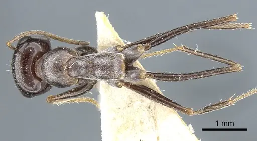Cataglyphis albicans specimen CASENT0903292 image casent0903292_1