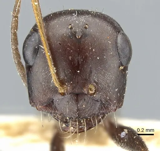 Cataglyphis albicans specimen CASENT0903292 image casent0903292_2