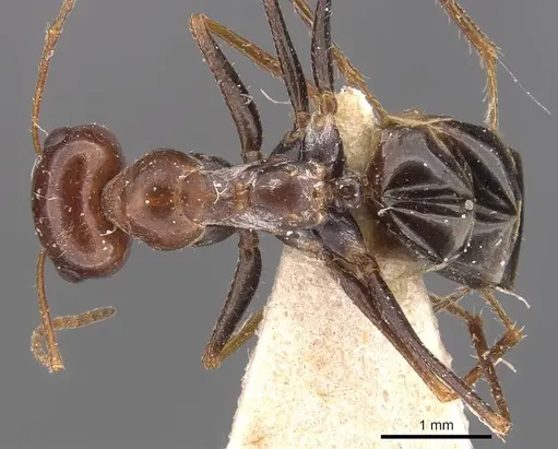 Cataglyphis albicans specimen CASENT0905864 image casent0905864_1