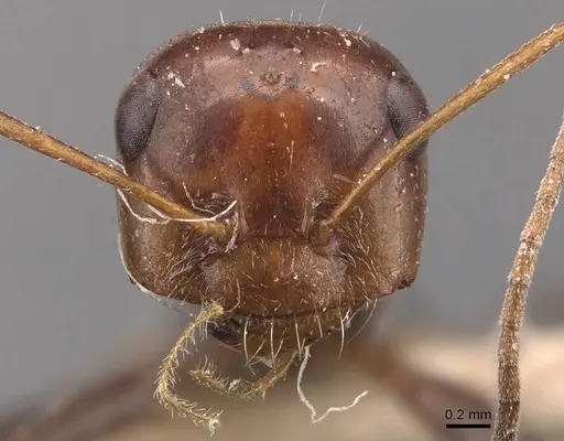 Cataglyphis albicans specimen CASENT0905864 image casent0905864_2
