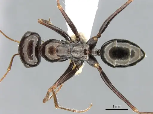 Cataglyphis albicans specimen CASENT0906295 image casent0906295_1