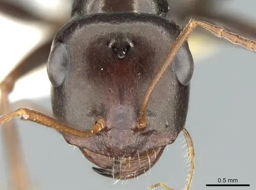 Cataglyphis albicans specimen CASENT0906295 image casent0906295_2
