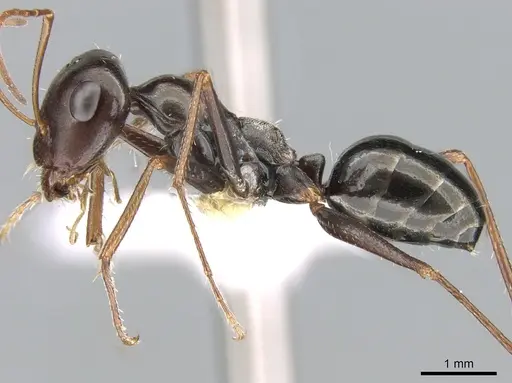 Cataglyphis albicans specimen CASENT0906295 image casent0906295_3