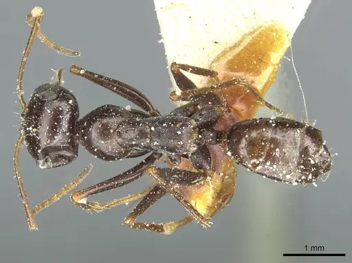 Cataglyphis albicans specimen CASENT0912174 image casent0912174_1