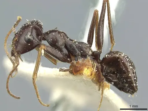 Cataglyphis albicans specimen CASENT0912174 image casent0912174_3