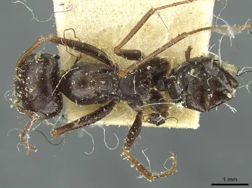 Cataglyphis albicans specimen CASENT0912175 image casent0912175_1