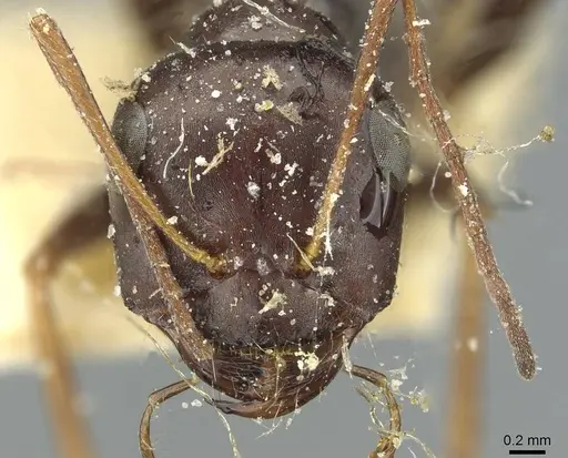 Cataglyphis albicans specimen CASENT0912175 image casent0912175_2