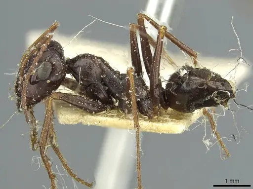 Cataglyphis albicans specimen CASENT0912175 image casent0912175_3
